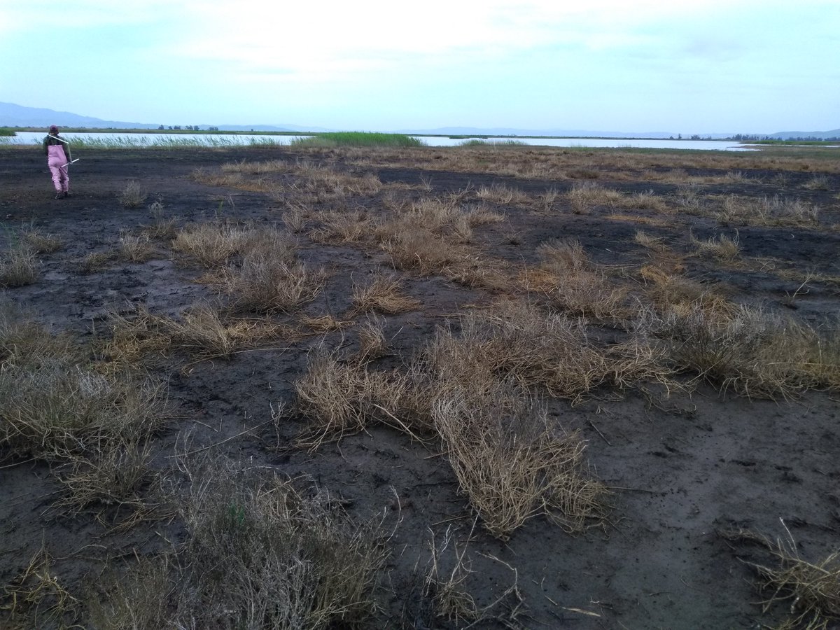 ecophiliajones's tweet photo. Excited to present at #SWSAnnualMeeting today at 11:15 in Johnson A.

Stop by to hear about 🔥 in a West Coast brackish system, and plant and soil resilience! Collab w/ @BRobertsLab @CASchutte https://t.co/uu2NXEqoi1