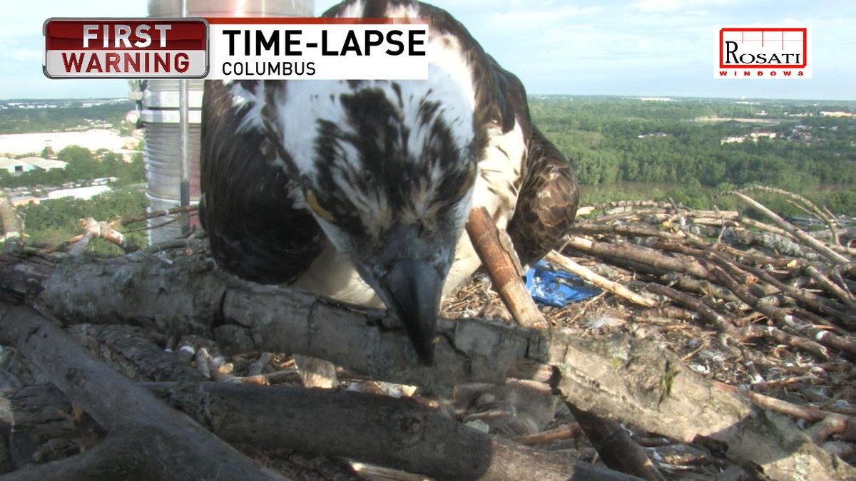 Andrew Buck Michael On Twitter The Osprey Is Working On A