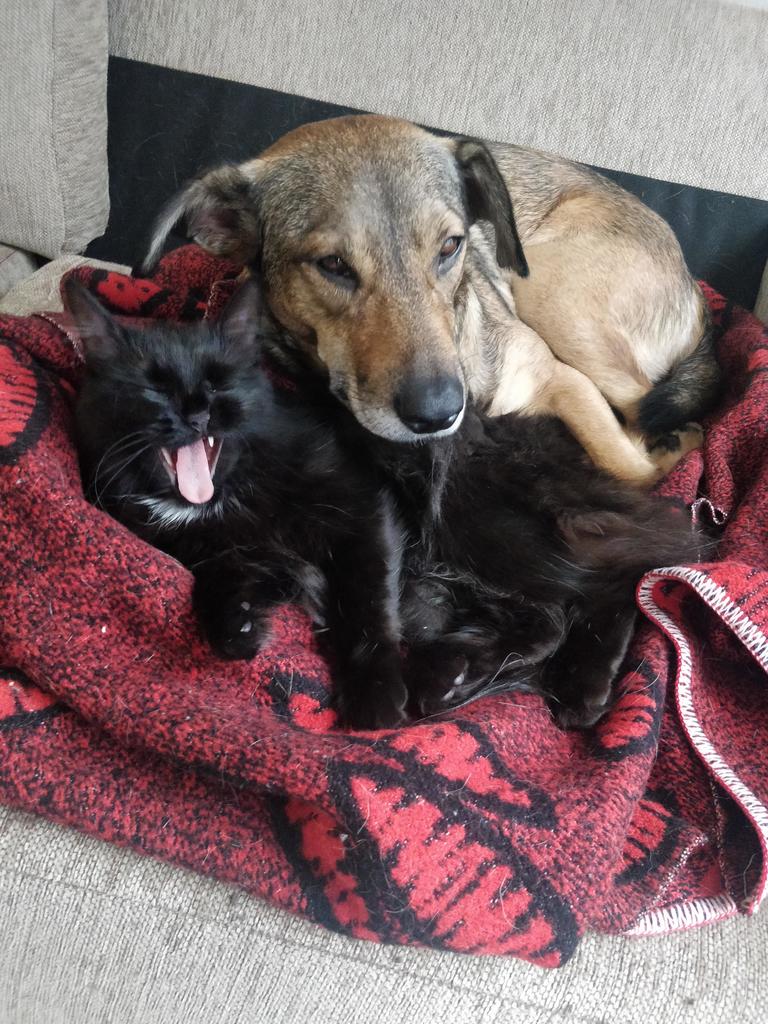 Dogs Lover On Twitter This Is My Dog Vaida In A Year She Has