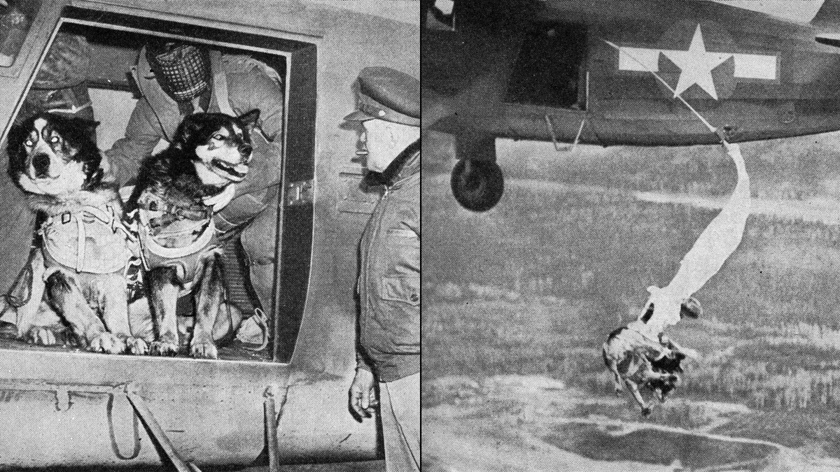 violetpilot1's tweet image. WW2 #FlyDog