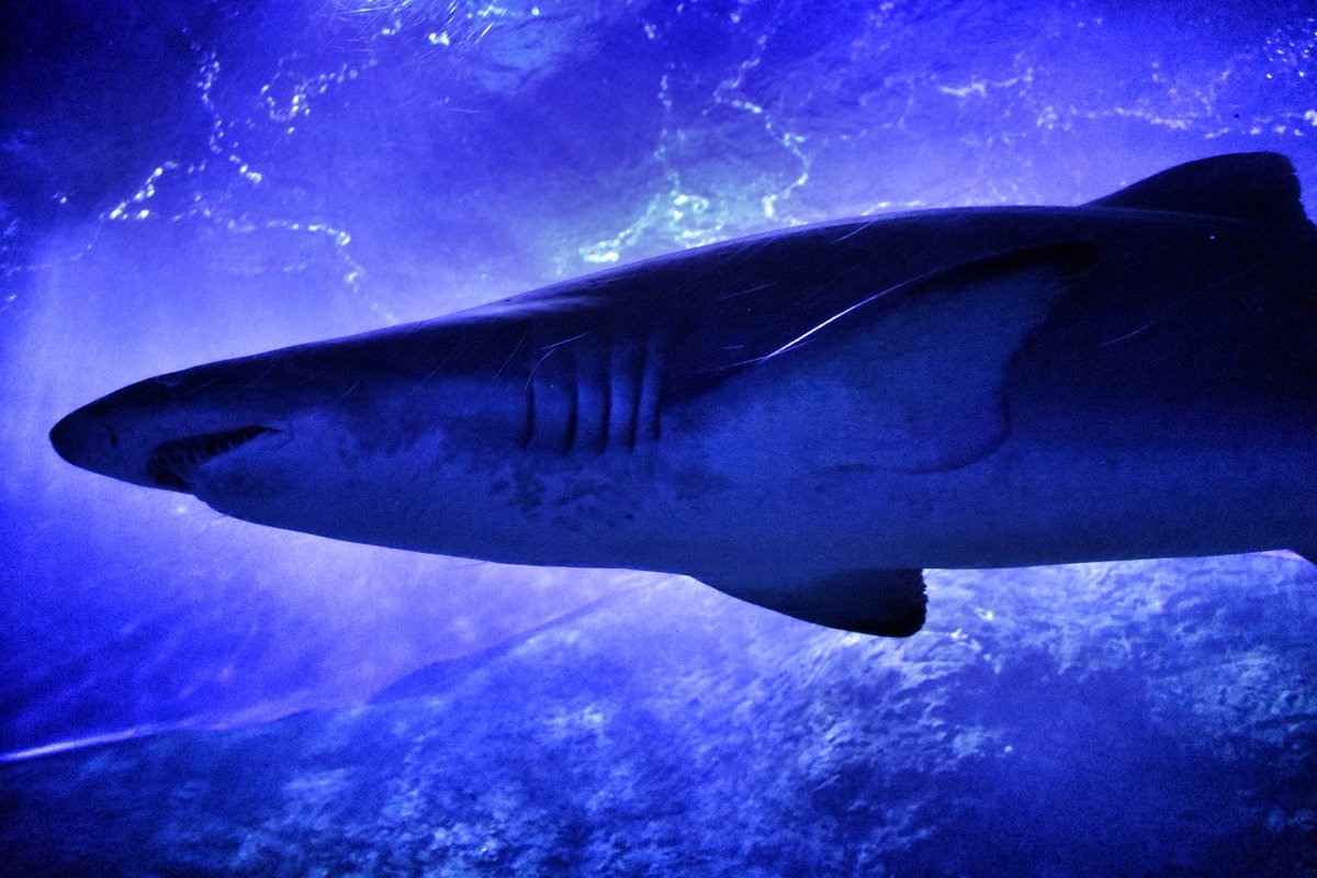 Paul_Alpin's tweet photo. 🦈 😅 🇦🇺
.
.
.
.
.
#nature #shark #sealife #perth #perthaustralia #visitaustralia #findyourepic #potd #wanderlust #travel #adventure #adventuretime #foreverchasingsunsets #Australia https://t.co/5kI0AqomY7