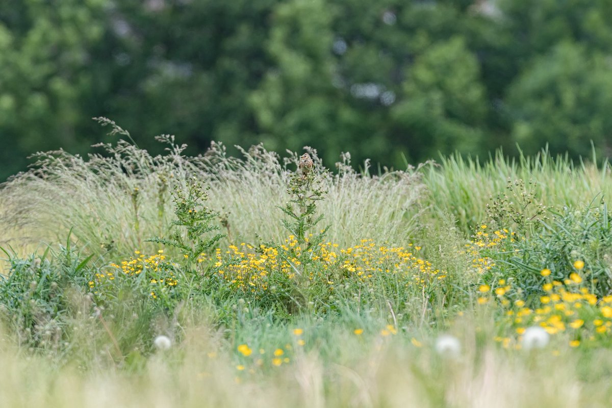 NuttyNatter's tweet photo. @EalingCouncil @QPR @juliangbell @SadiqKhan @Natures_Voice @WildJustice_org @WildLondon @ChrisGPackham @iGiGL Thank you for this initial response. You have the power to make an impact on the environment and the biodiversity within it. Please choose to protect the wildlife currently seen nesting on #WarrenFarm #ClimateChangeIsReal #biodiversity #birds https://t.co/S90YPF79sq