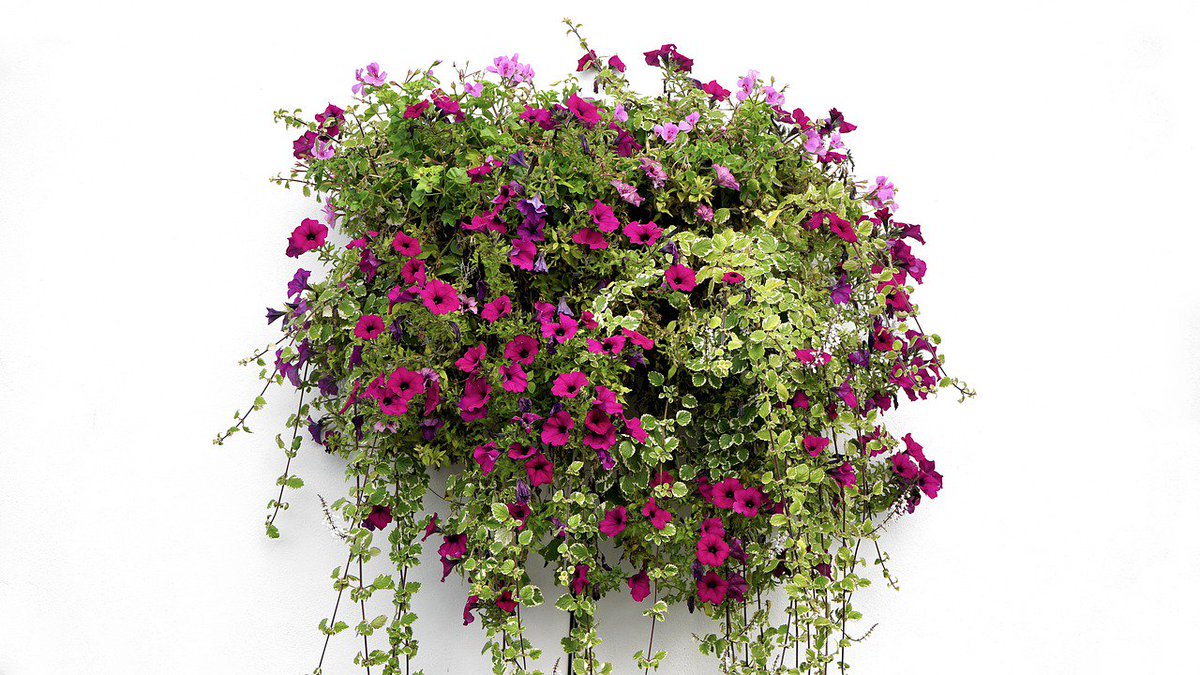 Visit the Hanging Basket Planting Demonstration by Anna Kavanagh sponsored by #Growise at the Expert Stage, 3pm #Bloom2019