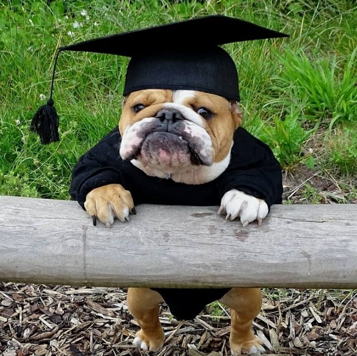 JBAPrincipal's tweet photo. Lets Go! Today is the day. Graduation practice 8 AM sharp at the Sames Auto Arena. Help me get the message out through Remind, Insta and Tweet. #BeBoundlessBulldogs
#BuildingChampions #AlexanderPride #ChampionsBuilt https://t.co/ZFCrEFEN3O