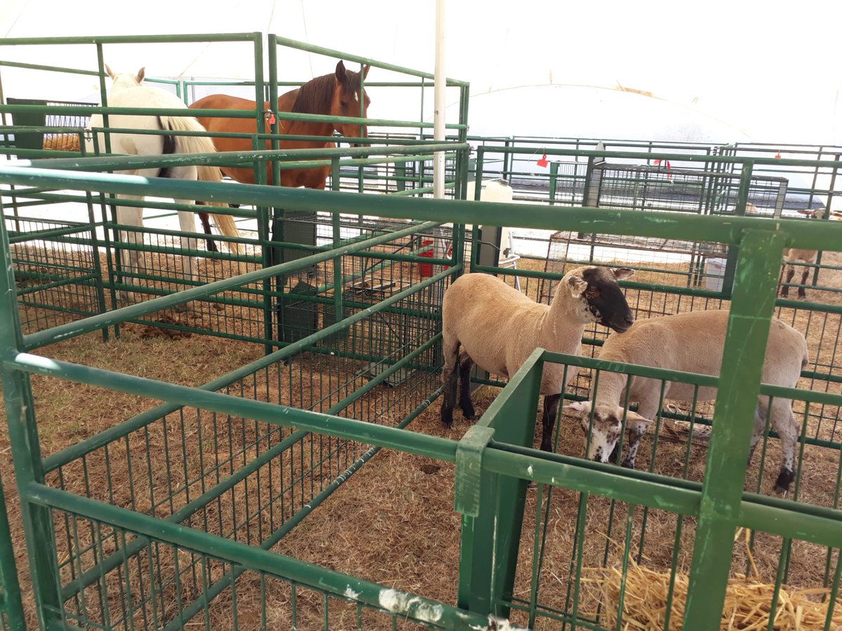 CASCADE_2019's tweet photo. EXERCISE-EXERCISE – Animal protection is also being tested in Viana do Alentejo, because rescue is in fact cross-sector. #exercisecascade19 https://t.co/2cDfTK2LYW