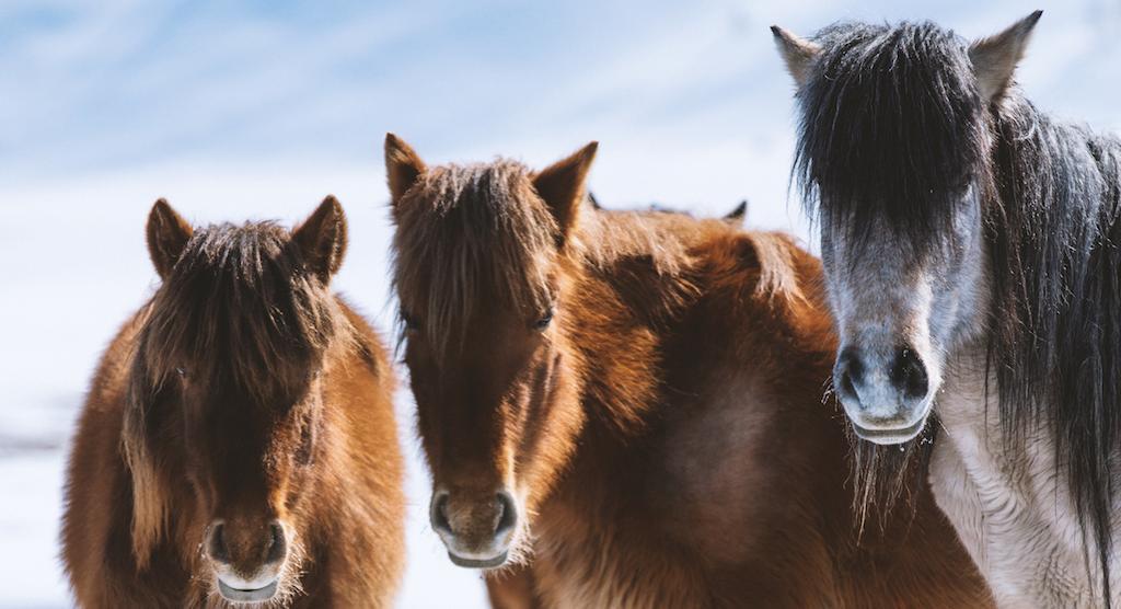 The Unlikely Winner Of The World's Toughest Horse Race bit.ly/2QD5ssp #animals