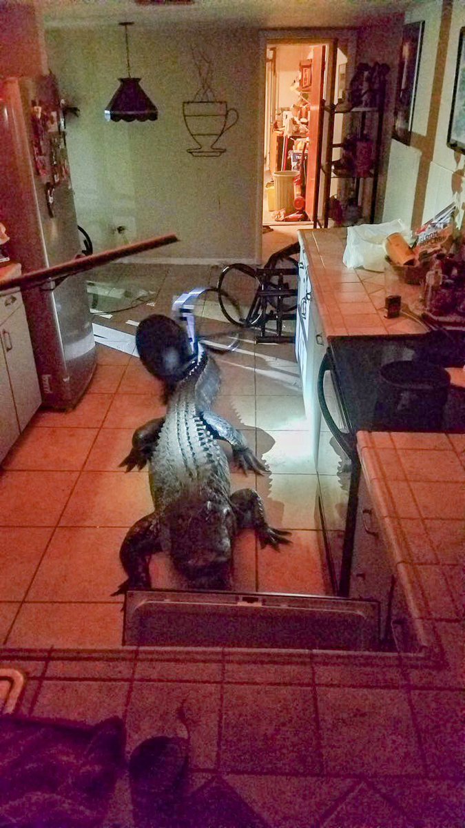 myclearwaterPD's tweet image. See you later, alligator 🐊 A scaly 11-foot-long gator broke into a Clearwater home overnight through some low windows in their kitchen. Clearwater Police officers and a trapper responded to the scene to capture and remove the gator. There were no injuries.