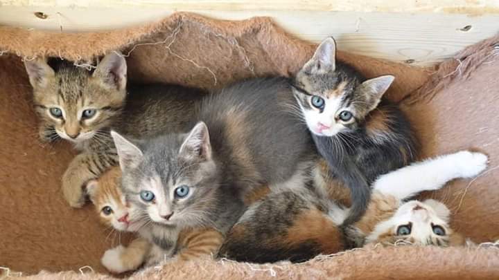 trotsai's tweet photo. Please HELP to CATS in Syria with food !!!
https://t.co/RJUqwfXyOb
#cats #catman #donate #animals #needmoney #Need #hungry https://t.co/mL6foheRsP