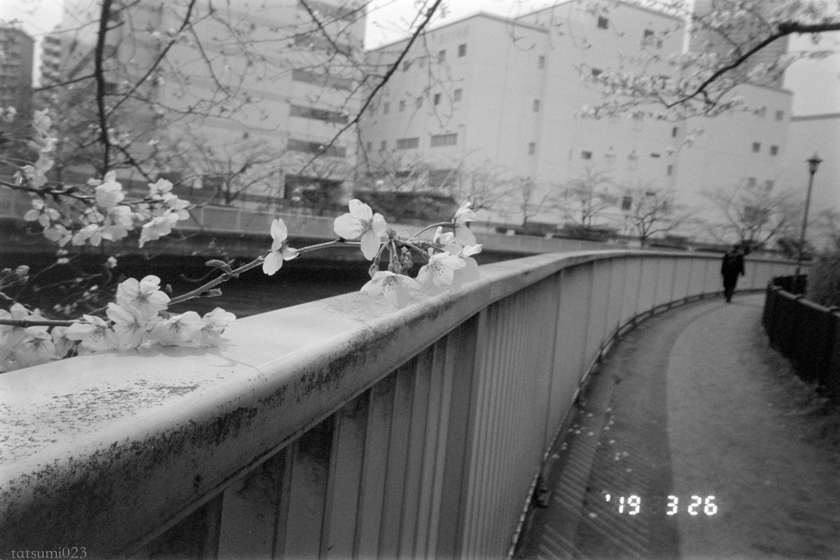 tatsumi4_snap's tweet photo. 花咲く頃
#filmphotography
#contax
#tvsii https://t.co/9UkfKga2Fc