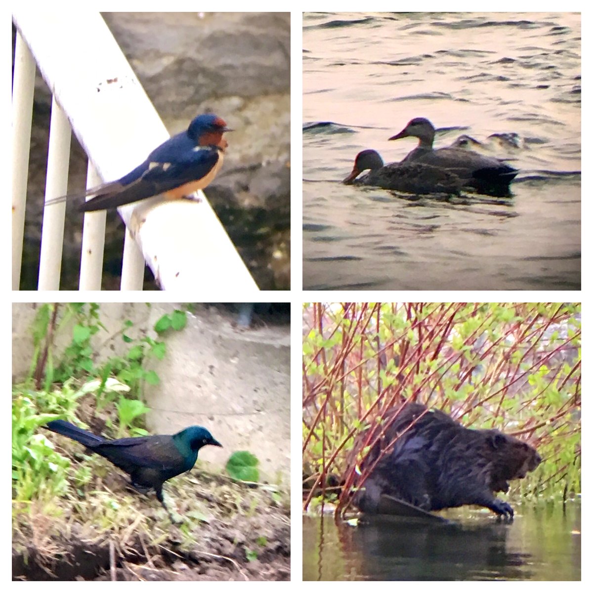 Ontario Place bird (& wildlife) notes #5 | New sights this evening - two Gadwall ducks among a group of cormorants, ring-billed gulls, and a mute swan. And a beaver!