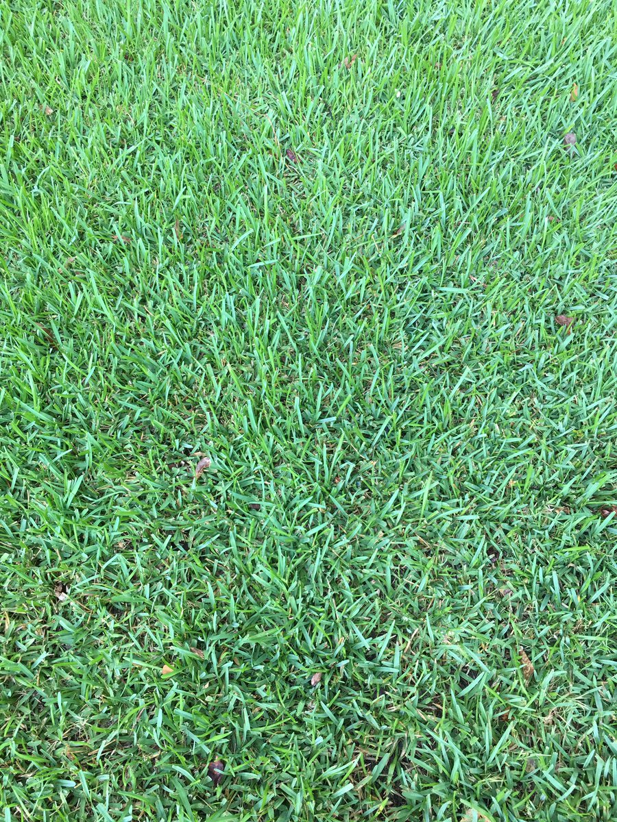 wm_spray's tweet photo. St Aug has been shining this week!! #louisianaturf #justspreadit #turfgrass #staug https://t.co/isdGFmYoZe