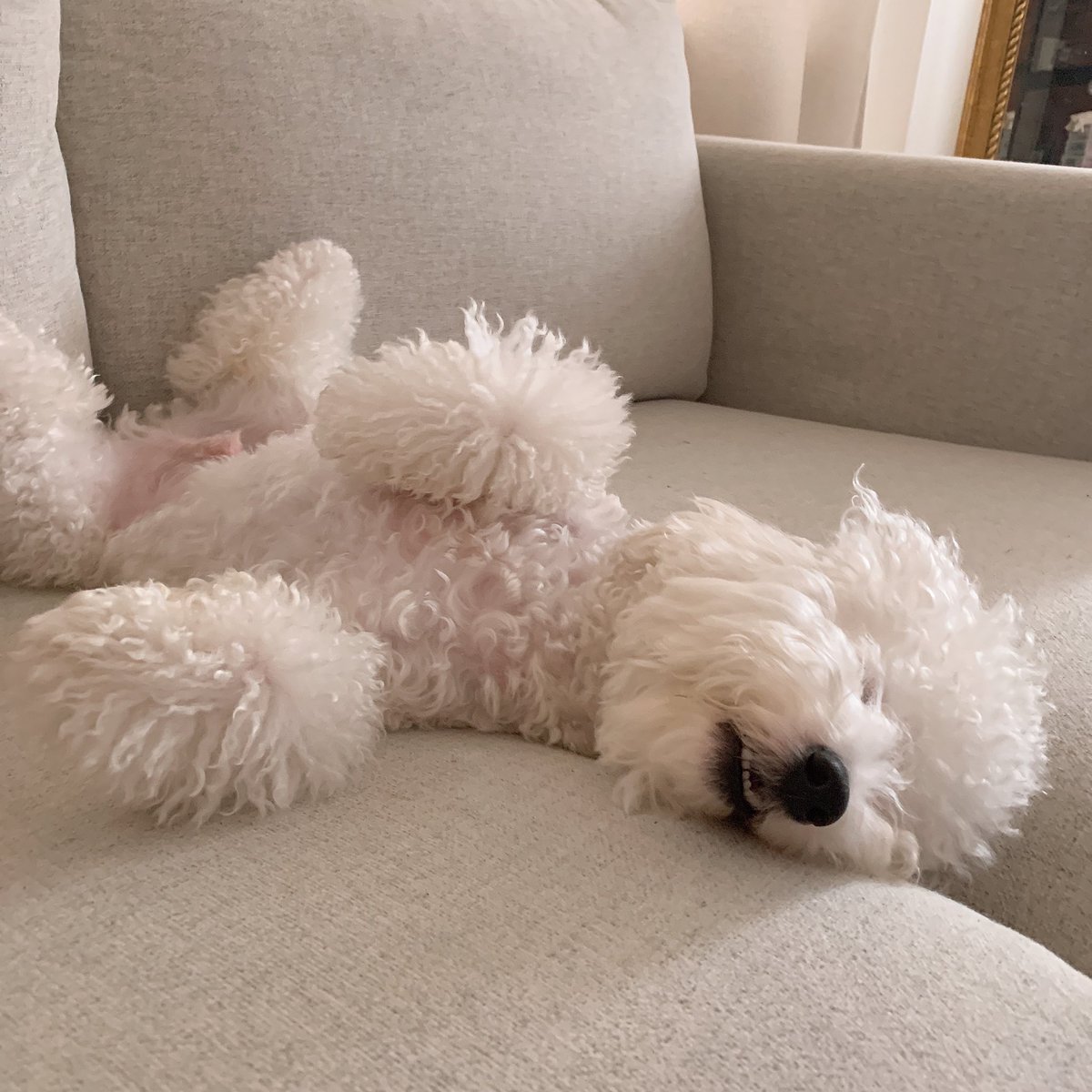 risase0610's tweet photo. 自然界では絶対に生きていけなさそうな犬ランキング1位。 https://t.co/rmJj8eqNum