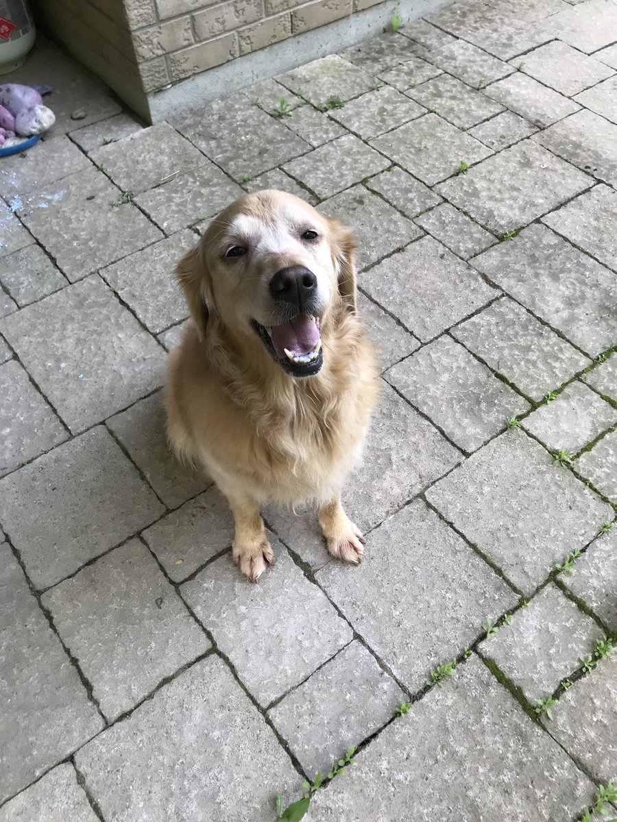pcraig77's tweet photo. Local friends please retweet - found a dog this morning in conservation meadows area (Pinery Trail). Very sweet, but was sprayed by a skunk. Anyone looking please DM me. She is safe in our backyard with water. @kwsphumane @WRPSToday @RegionWaterloo @LVH515 https://t.co/hF3tjadpBH