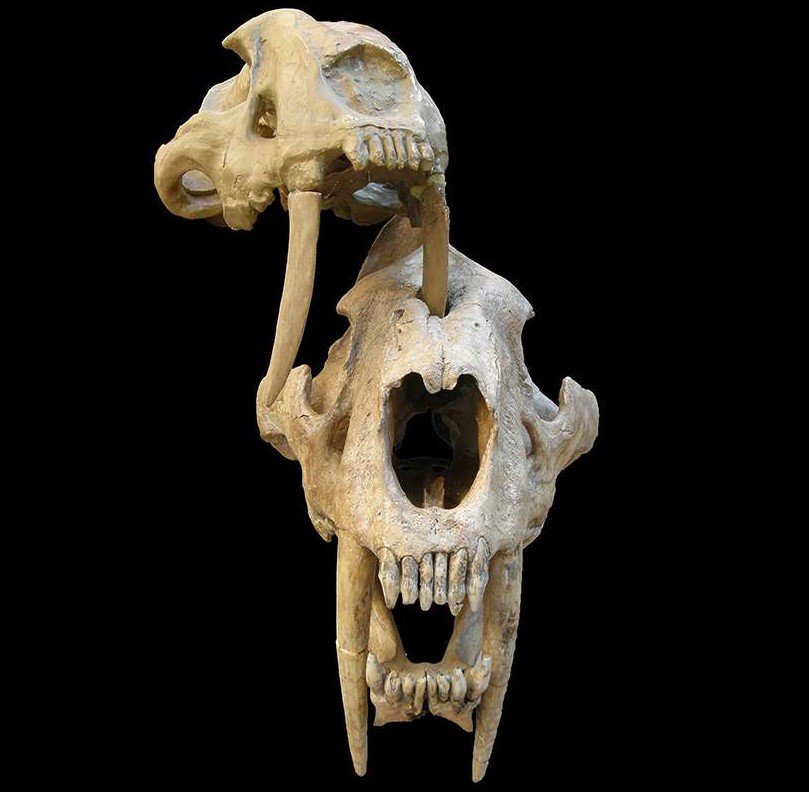 john_pickrell's tweet photo. Holes in the fossil skulls of Smilodon from Argentina reveal painful, likely fatal, clashes between these saber-tooth cats. My latest for @ScienceNews https://t.co/1nA5Bkc8Uz #FossilFriday https://t.co/Vk6p6bomSB