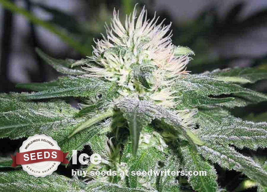 Midweeksong's tweet photo. Are you require Blackberry Cannabis Seeds for different purposes. Midweek Song is providing such seeds through seed bank which may also put an impact on your mood and depression. #BestCannabisSeeds #BuyKushSeedsForSale #AutofloweringSeedsUsa https://t.co/kR1Icm1nU7 https://t.co/AFAZgeJ1q1