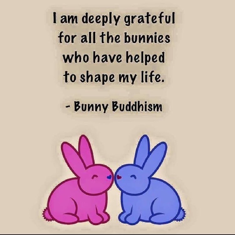 NHCRabbit's tweet photo. #FridayThoughts 

I am #deeply #grateful 
for all the #bunnies 
who have #helped 
To #shape my #life

- #bunny #budhism

#BunniesOfOurLives

#HelpOthers

#InfluentialBunnies

#BunniesOfInsta

#BunnyGram

#Twitter #Bun

#AdoptNotShop

#like #share #retween #follow #thank you!!! https://t.co/tVQXyNQpKX