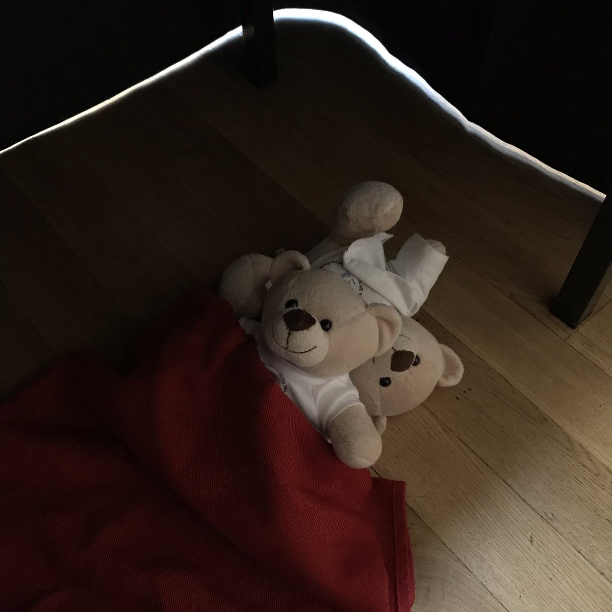 iimerbear's tweet photo. My brother makes a good pillow. Going to let the minions do some work for a change whilst I get a nap. 

🐻 

#IIMEC14 #MEConferenceWeek2019 #iimer #iimerbear #sciencebear #mecfs #science https://t.co/gXS68oL2zT