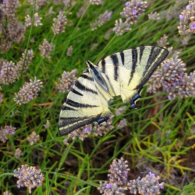 mathieuvansluis's tweet photo. 🦋
.
.
.
.
.
#HTCOneM9 #htc #shotonhtc #nature #naturephotography #naturelovers #nature_good #nature_brilliance #nature_perfection #macro_perfection #macrophotography #macro_love #macro #smartphonephotography #mobilephotography #mobilephonephotography… https://t.co/75qWm0ROc3 https://t.co/lD8oSWJFKc