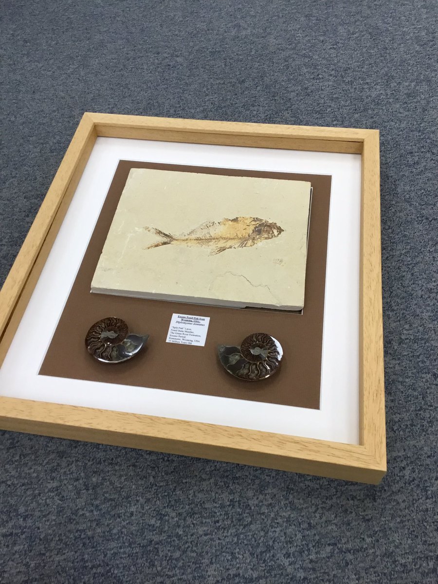 SpeedFrameLtd's tweet image. Framed Fossils from a local quarry 🦖

#Fossils #Fish #Shells #Dinosaurs? #BoxFrame #BespokeFrame #WalkingWithDinosaurs #Ancient