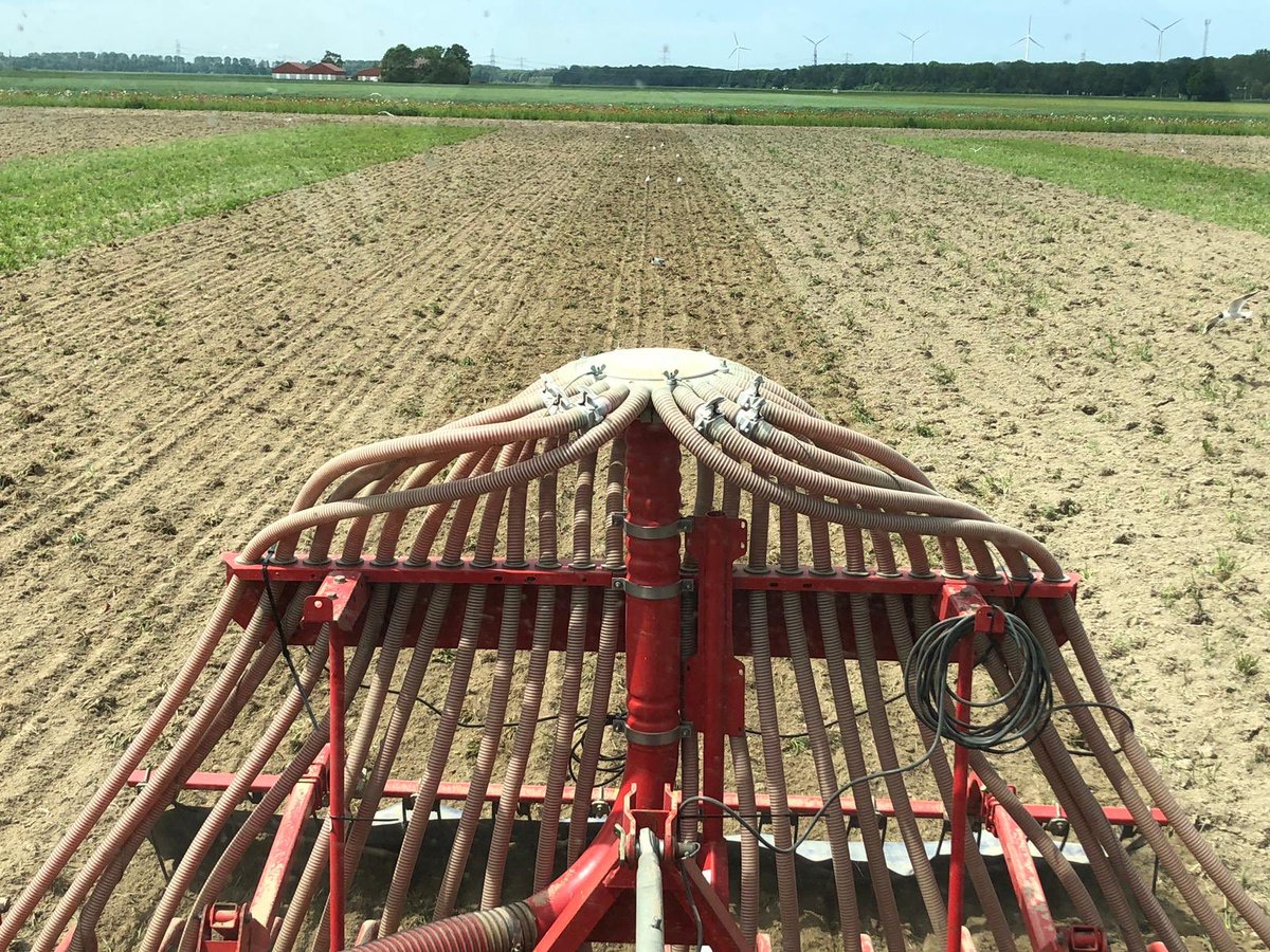 Nadat de eerste keer het verstikt is in het gras is de luzerne nu opgegeten door de insecten. Hopen dat het deze keer wel goed komt!