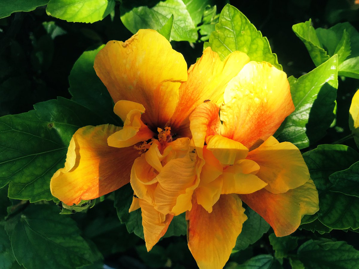 LindaBerman4's tweet image. “I paint flowers so they will not die.” – Frida Kahlo
#Kahlo #flowers #paining #eternal