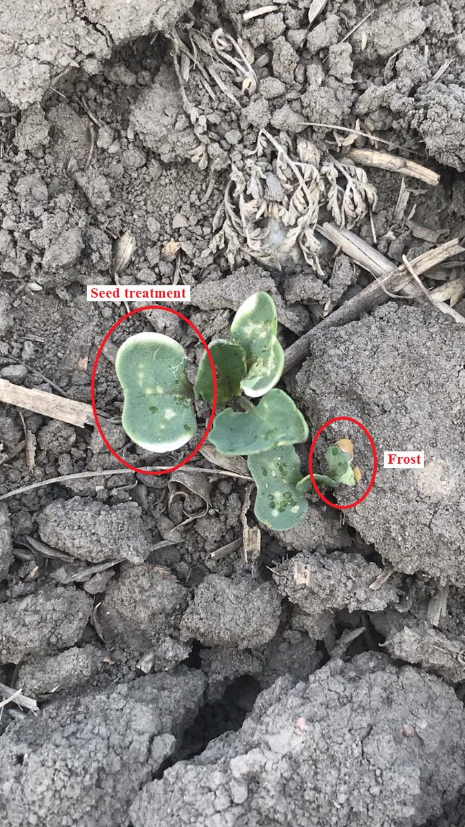 When scouting for frost damage, don't assume halos around the cotyledon are from frost. When the plant is growing fast, translocation of seed treatment is also very fast, which can cause a yellow halo. Don't worry though, this doesn't affect health or efficacy of the product!