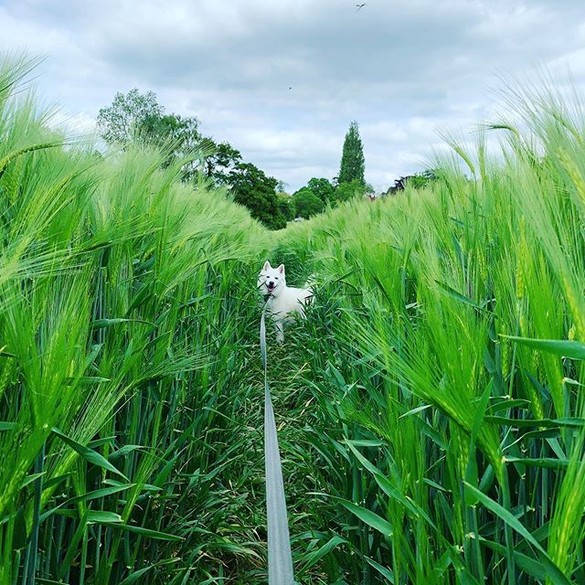authentic_simon's tweet photo. Hi! >>>>>>>>>>>>>>>>>>
#triumphthroughpersistence #voluntaryhardship #eradicateweakness #comfortistheenemy #saffronwalden #fitness #fitfam #bootcamp #personaltraining #gym #crosstraining #faster #strengthandconditioning #husky #japanesespitz #functionalt… https://t.co/CXcdRFv2pY https://t.co/zjsyhcCkZO