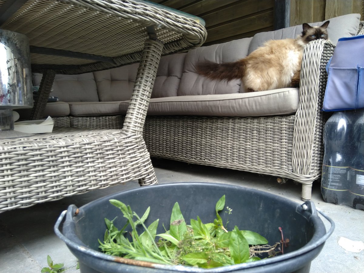 Trompetfred's tweet photo. Zo'n aankeutel-dagje. Druk met van alles en toch ook weer niet.
Belangrijkste wapenfeit tot nog toe is de tuin (weer) onkruidvrij maken.
Uiteraard weer met wat hulp. Hoewel die het gauw voor gezien houdt en uitgeput in de zon (en in de weg) gaat liggen.
#relaxtdagje #wateenhulp https://t.co/uqhxyjU54m