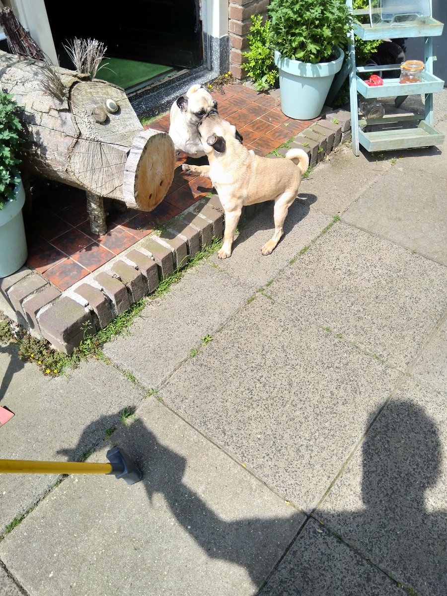 Trompetfred's tweet photo. Zo'n aankeutel-dagje. Druk met van alles en toch ook weer niet.
Belangrijkste wapenfeit tot nog toe is de tuin (weer) onkruidvrij maken.
Uiteraard weer met wat hulp. Hoewel die het gauw voor gezien houdt en uitgeput in de zon (en in de weg) gaat liggen.
#relaxtdagje #wateenhulp https://t.co/uqhxyjU54m