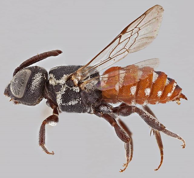 BeesYork's tweet photo. Furry Friday
Holcopasites stevensi (Apidae, 19 species in the genus). Not really furry but the hairs on this bee make a gorgeous patchwork pattern. These bees are cuckoos on Calliopsis bees.
#FurryFriday #Furry #Fuzzy #Luscious #BeeOfTheDay #BeesOfInsta… https://t.co/fWoQZUKGIk https://t.co/u5YEftrflh