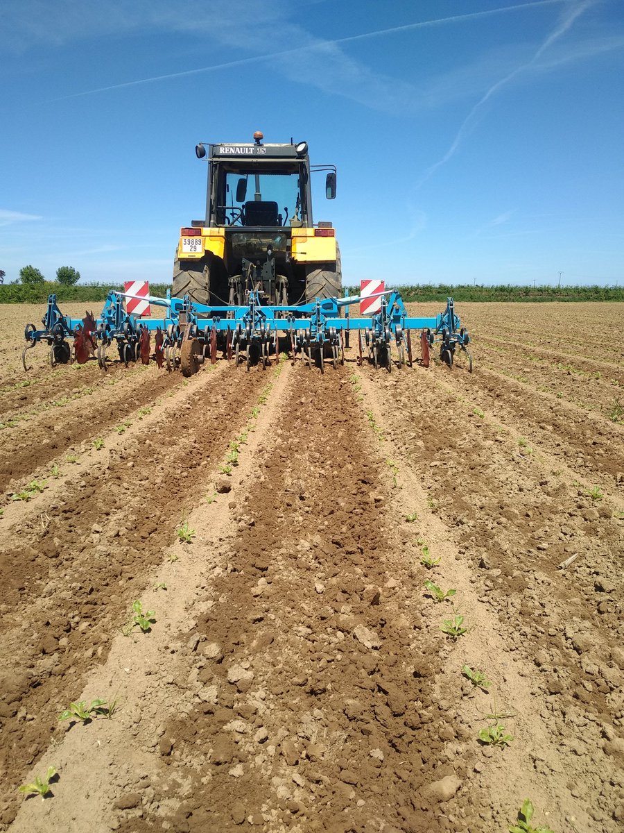 BenoitGoasduff's tweet photo. Profitez du beau temps annoncé pour effectuer le premier binage des betteraves fourragères 😉 et en plus sous un joli soleil et Ciel bleu dans le #FinistèreNord 😎😇 https://t.co/uCrTW7uexL