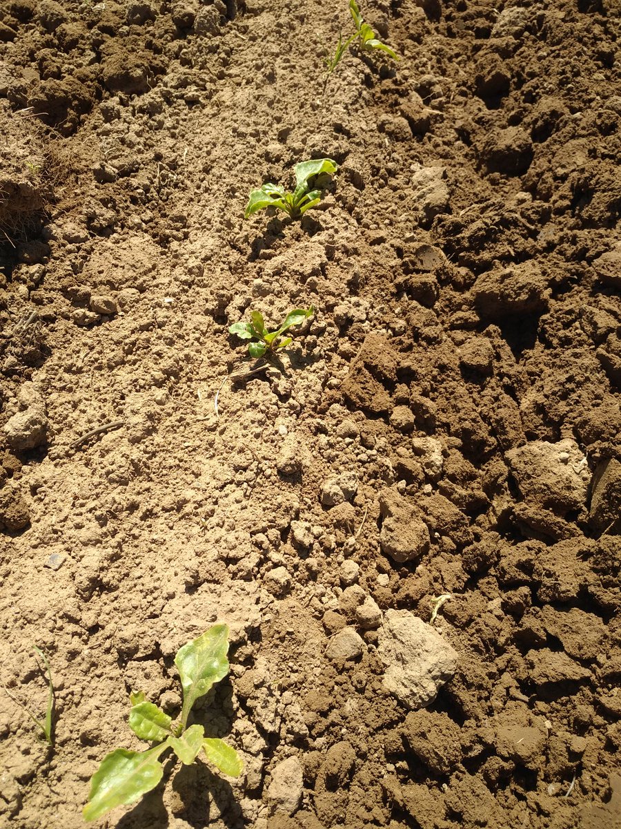 BenoitGoasduff's tweet photo. Profitez du beau temps annoncé pour effectuer le premier binage des betteraves fourragères 😉 et en plus sous un joli soleil et Ciel bleu dans le #FinistèreNord 😎😇 https://t.co/uCrTW7uexL