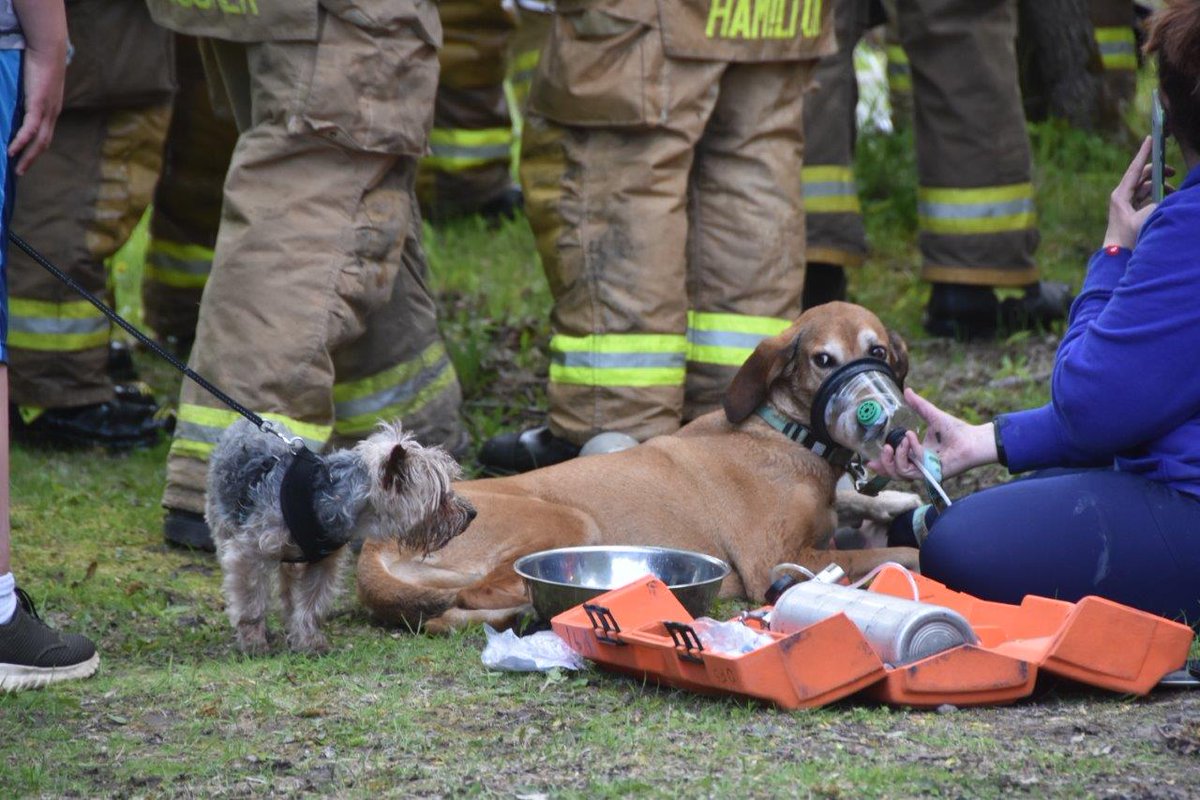 OttFire's tweet photo. OSGOODE FIRE: Firefighters used Resuscitator Masks fr Canine Kit & resuscitation measures to revive "Q" & Brandy. Dogs now in care of @vcacanada Alta Vista Animal Hospital. TY @redcrosscanada & @Salvation_Army for supporting displaced family of 5 #ottnews #petsave #feelgoodstory https://t.co/Hf8mCr3IBz