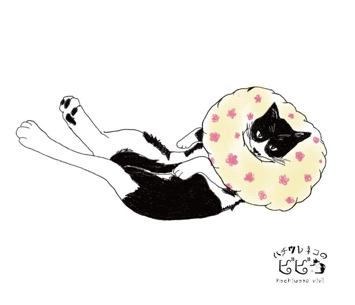 ハチワレネコのビビ
