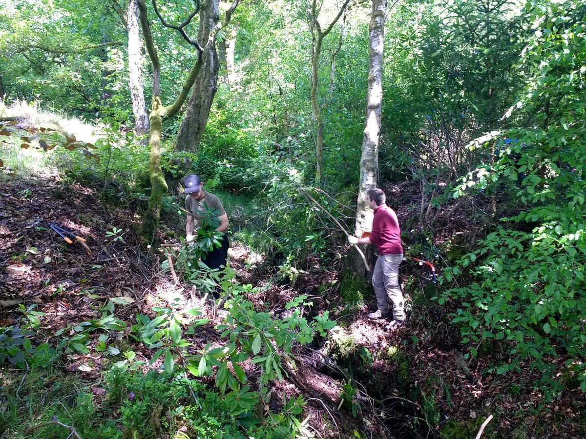 CallandersLand's tweet photo. Two exciting conservation volunteer opportunities are coming up on the 13th and 25th June. Bring your friends and family and let's have a fun day out improving #CallandersLandscape! 👨👩👧👦🐰🍃 Find out more and sign up https://t.co/OYiLzeT0bu. @HeritageFundSCO @forestryls https://t.co/7wqdOydo1F