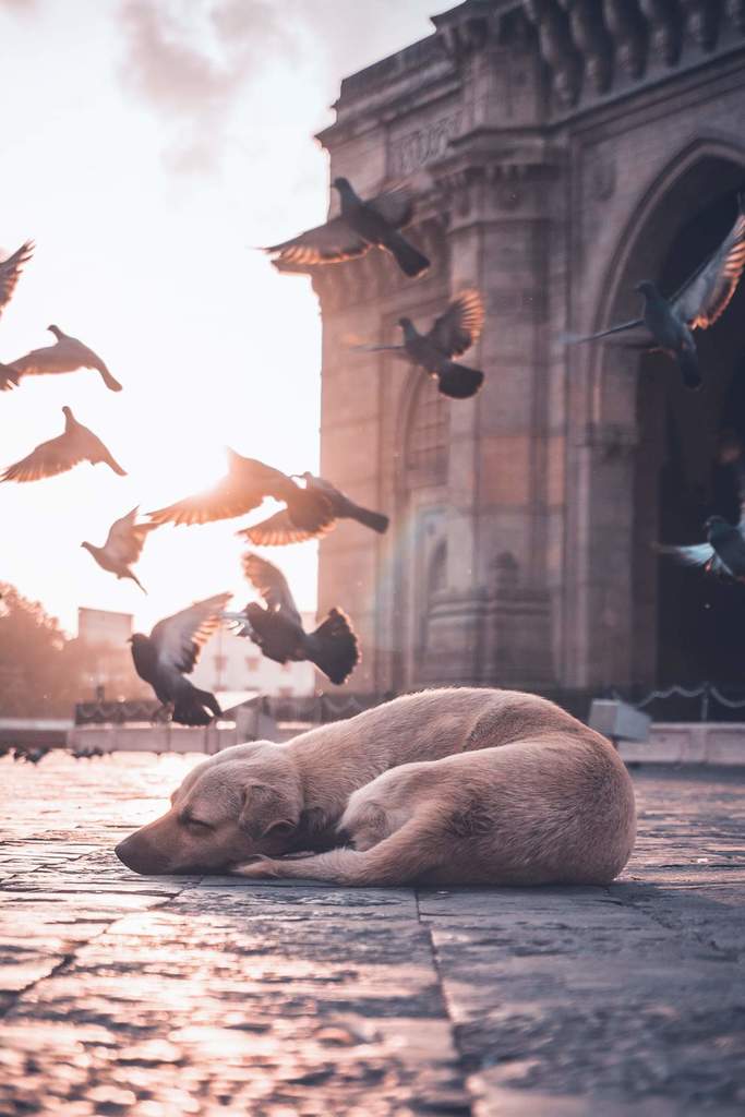 Even stray dogs deserve love, sunrise scene.