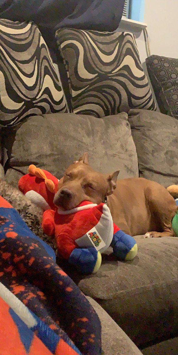 stephen_devivo's tweet photo. These last couple months you fought so hard to get better and i know its hard to say goodbye but you’re in a better place and back to feeling 100% and thats all that matters, never thought our time would be cut short but im glad i got as much time as i did. Rest Easy big girl ❤️ https://t.co/XqJTOqFgYM