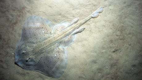 Cbc P E I On Twitter Should Canada Cull Grey Seals To Try And