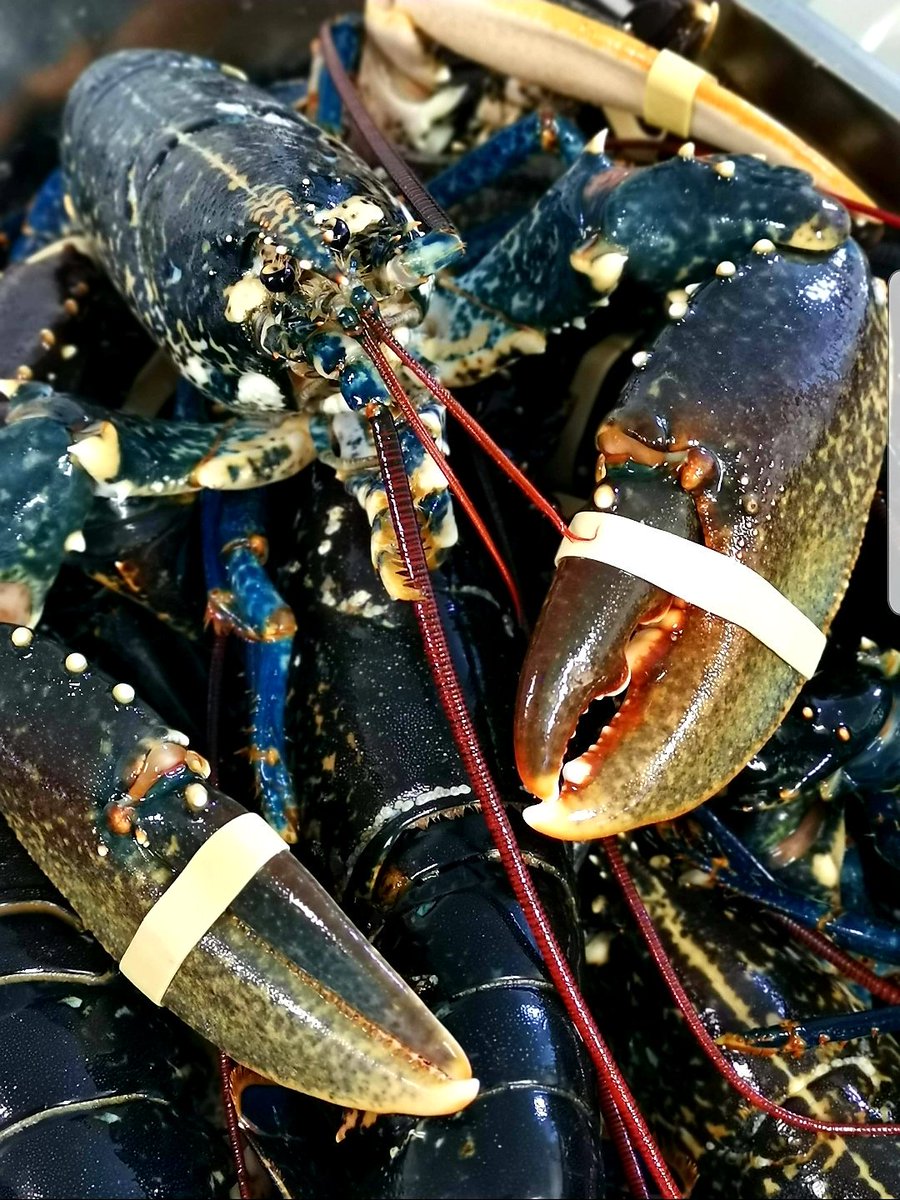 Fresh from Portstewart Bay to our kitchen this morning - you cant get any more 'fresh' or 'local' than that!

Check back later for our Friday Night Special! 

#meandmrsjones #portstewart #boutiquehotel #supportlocal #fresh #foodni #tourismni #boutique #hotel #lobster #special