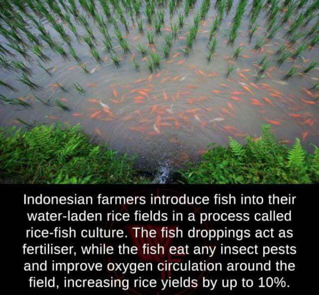 rockindigo's tweet photo. Cool farming technique https://t.co/UQtwAIVV2Q