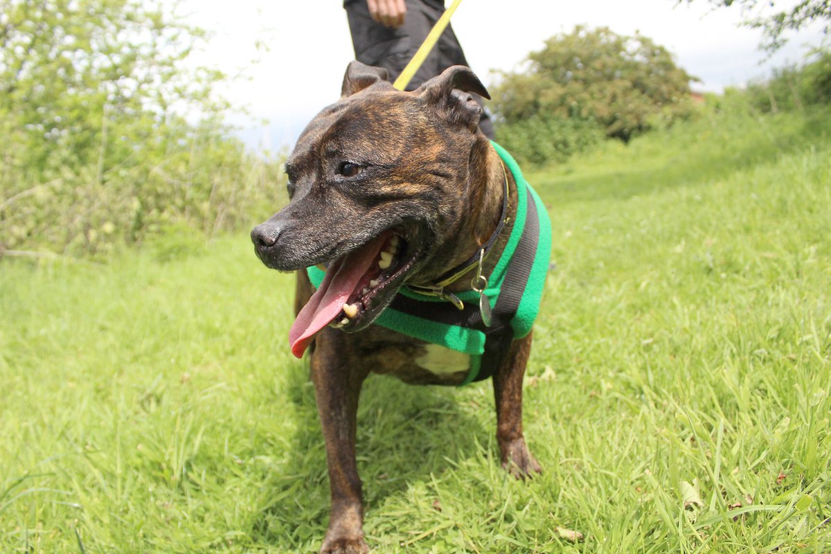 DT_Leeds's tweet photo. ❤️So happy to get a visit from Mandy today!❤️
She’s #FatFighting in her #FosterHome and already looking #FABULOUS!
⬇️⬇️Find out more⬇️⬇️
https://t.co/Kst5H8CBC2

#rescuedog #leeds #staffy #dogoftheday #weightloss #FridayFeeling #feelgood #amazing #adoptdontshop #rehome
@DogsTrust https://t.co/vbLODrgato