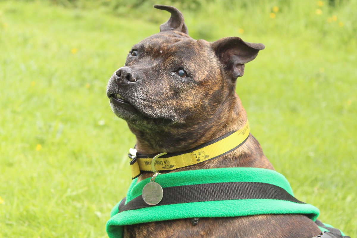 DT_Leeds's tweet photo. ❤️So happy to get a visit from Mandy today!❤️
She’s #FatFighting in her #FosterHome and already looking #FABULOUS!
⬇️⬇️Find out more⬇️⬇️
https://t.co/Kst5H8CBC2

#rescuedog #leeds #staffy #dogoftheday #weightloss #FridayFeeling #feelgood #amazing #adoptdontshop #rehome
@DogsTrust https://t.co/vbLODrgato