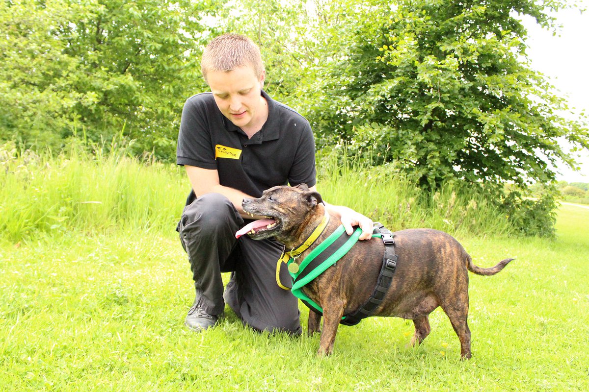DT_Leeds's tweet photo. ❤️So happy to get a visit from Mandy today!❤️
She’s #FatFighting in her #FosterHome and already looking #FABULOUS!
⬇️⬇️Find out more⬇️⬇️
https://t.co/Kst5H8CBC2

#rescuedog #leeds #staffy #dogoftheday #weightloss #FridayFeeling #feelgood #amazing #adoptdontshop #rehome
@DogsTrust https://t.co/vbLODrgato