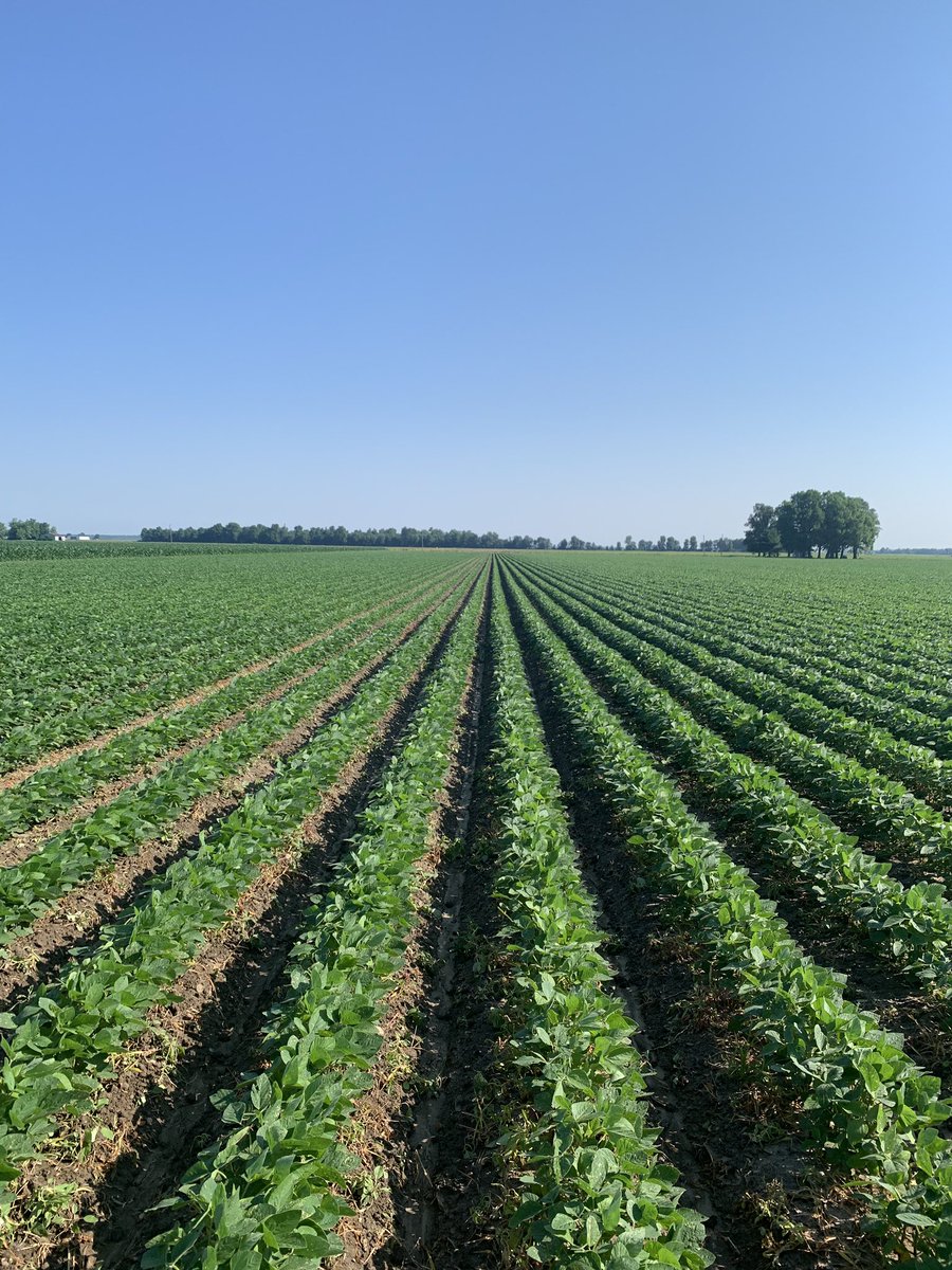 MintonFarms's tweet photo. MS 3611 RXT looking good so far. #MorSoy #farmersneeddicamba https://t.co/CeuQe55qfs