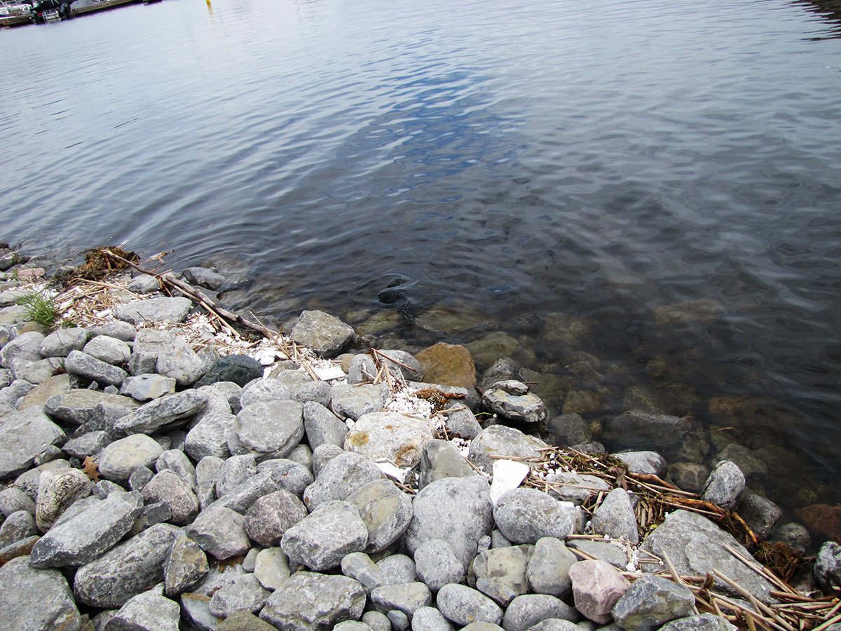 BQRAP's tweet photo. O.k, we need to do better than this!
 Checking out the high water levels on the Bay of Quinte yesterday. Here is what I find, lots and lots of Styrofoam packaging – worm containers, cups, &amp; various types of product packaging. #bqrap #bayofquinte https://t.co/ezenm66PhT