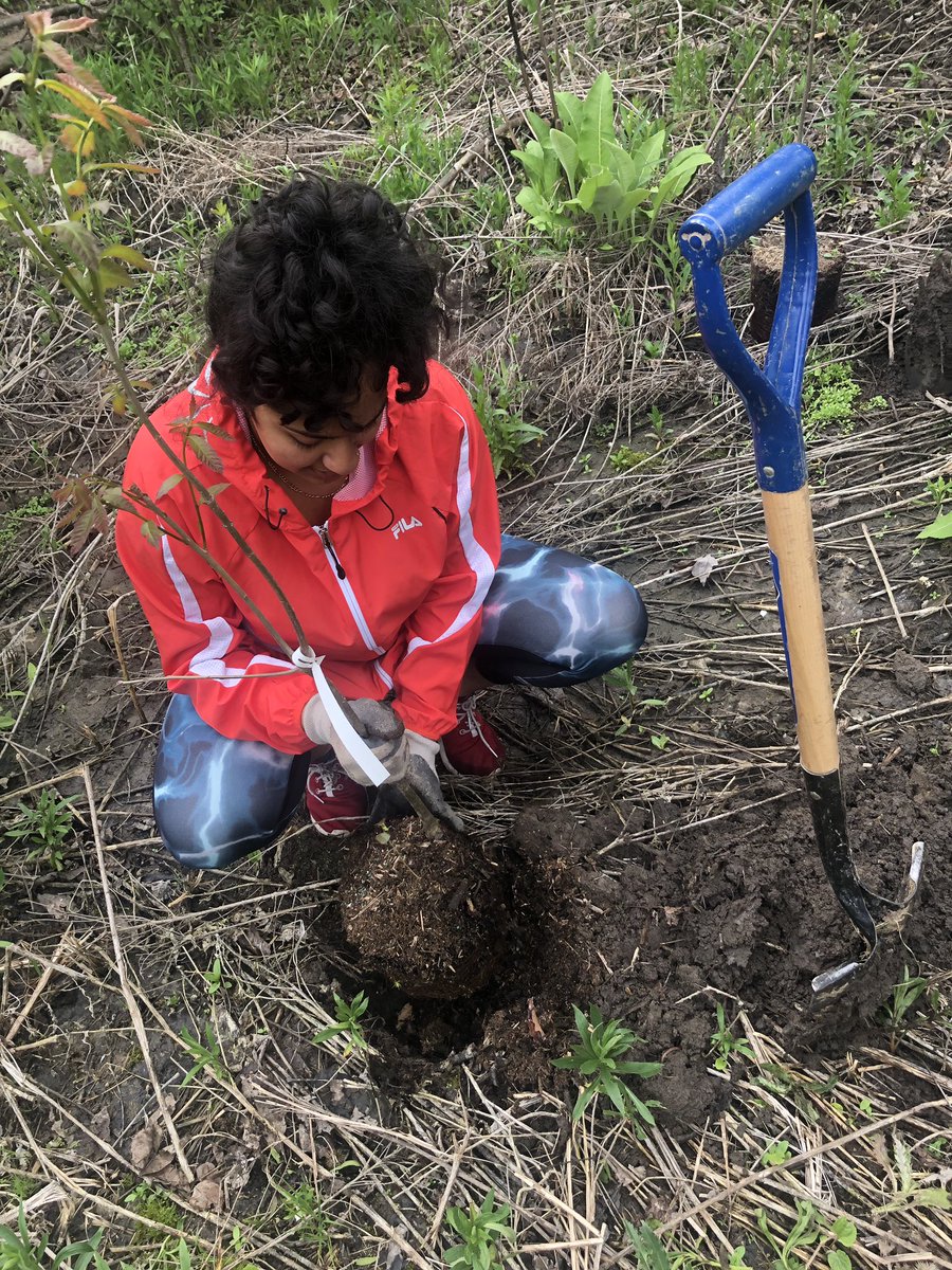 Yesterday my daughter organized a tree planting session for a bunch of us, 75 were planted #onemilliontrees @MississaugaPF