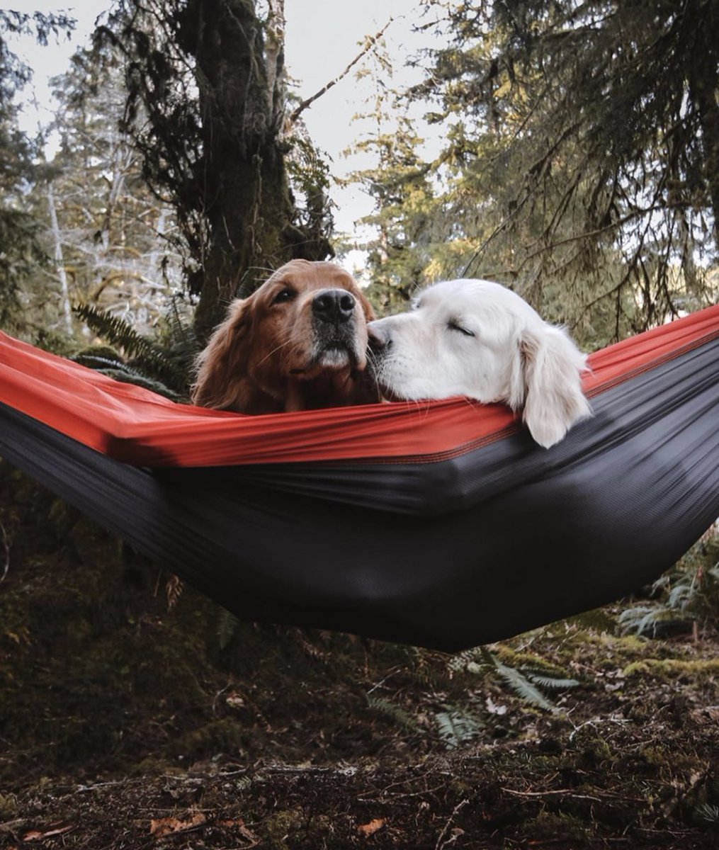 coffee_n_mtns's tweet photo. Life’s better with a travel buddy https://t.co/0YtVBxYeRQ