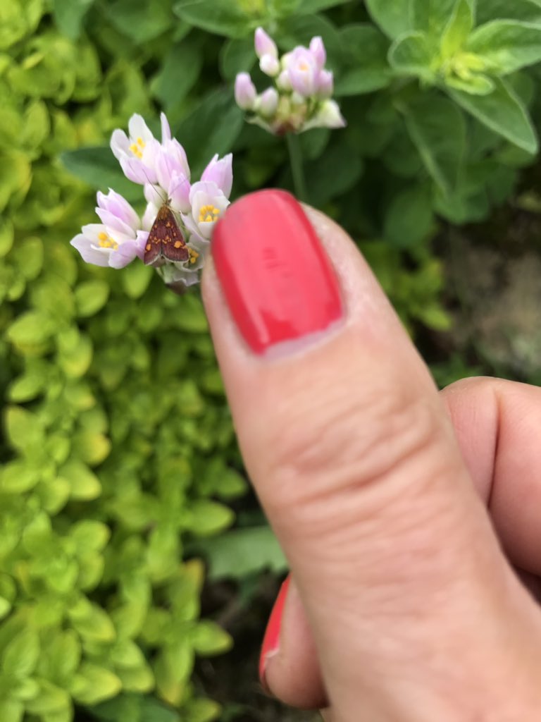 NutandFruit's tweet photo. #Springwatch what is this? It’s very tiny. https://t.co/Ubwt5DqWad