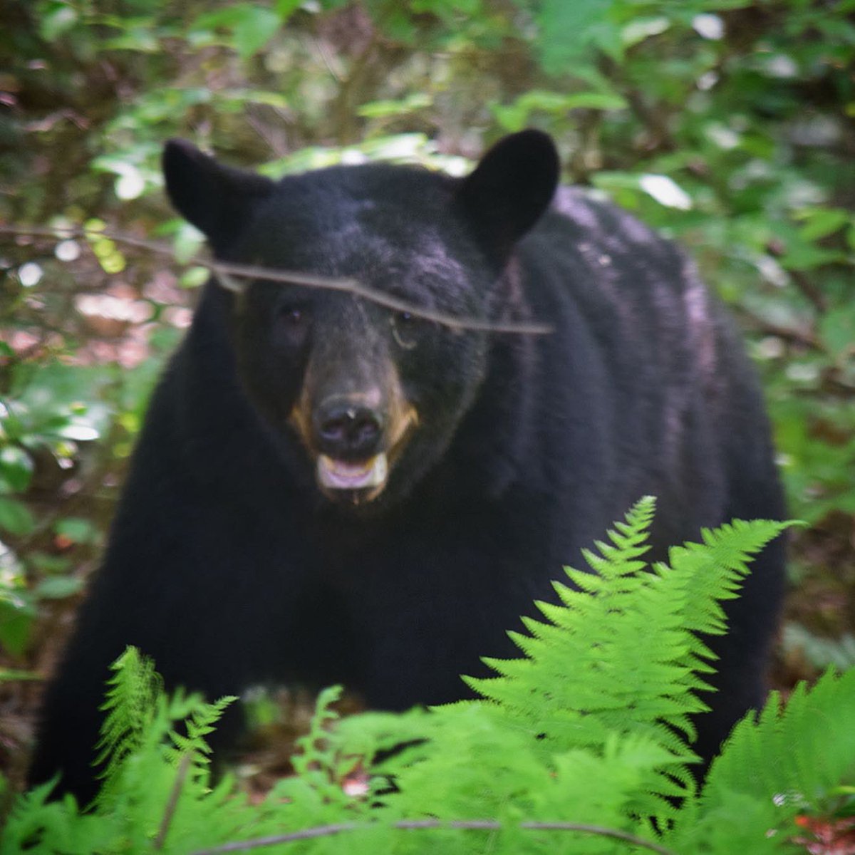 I love my neighbors. However: they will eat your food, devour your birdseed, and throw your trash all over the yard if you don’t lock it up. Please be #bearaware and secure your food, feeders and garbage - for your safety and theirs. A fed bear is a dead bear. #blackbear