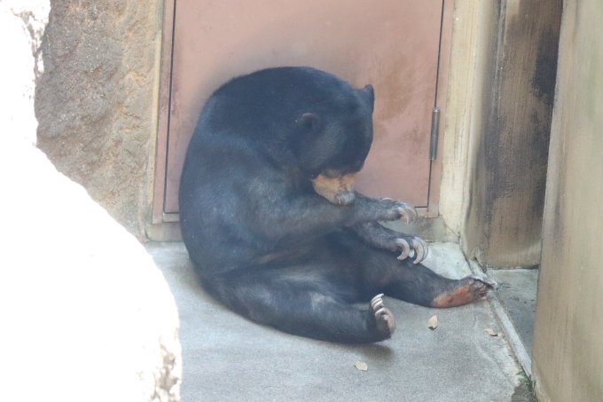 上野動物園のtwitterイラスト検索結果 上野動物園のtwitterイラスト検索結果